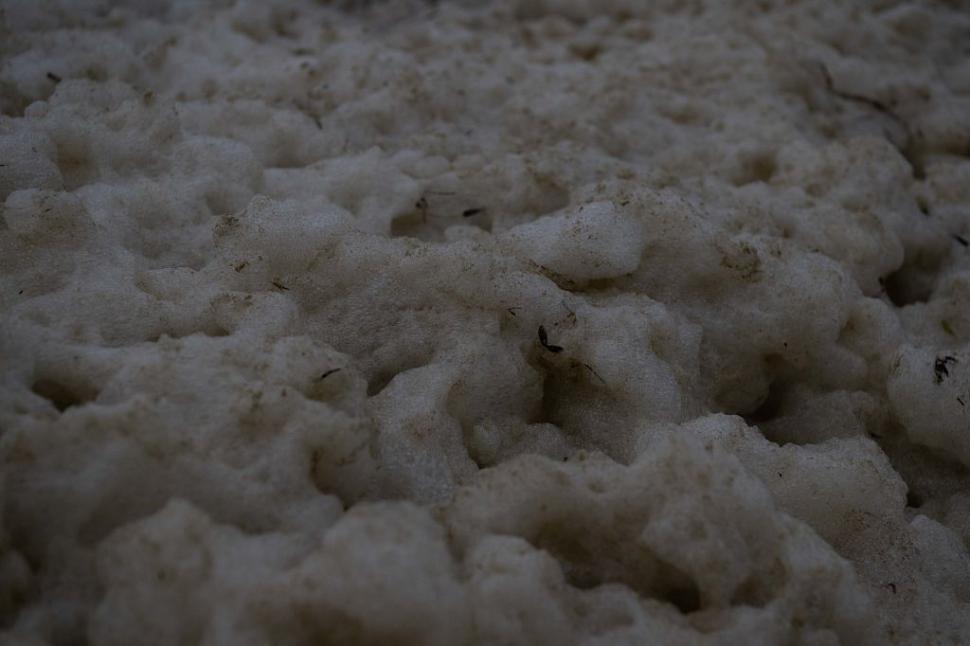 Dezastru ecologic: 14.000 de animale din 400 de specii au fost ucise de alge toxice care se extind cu o viteză amețitoare 991793