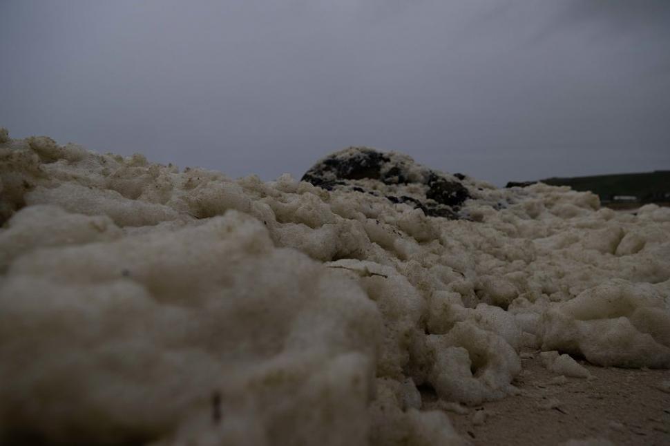 Dezastru ecologic: 14.000 de animale din 400 de specii au fost ucise de alge toxice care se extind cu o viteză amețitoare 991794