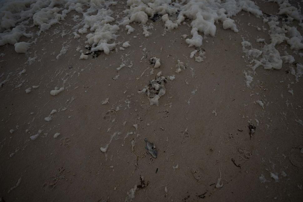 Dezastru ecologic: 14.000 de animale din 400 de specii au fost ucise de alge toxice care se extind cu o viteză amețitoare 991795