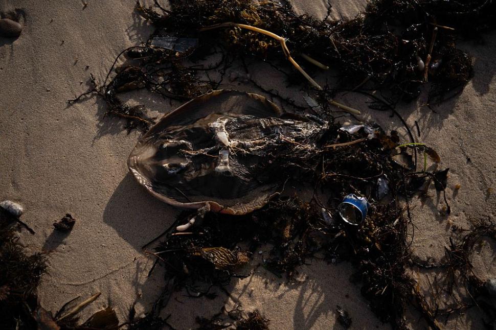 Dezastru ecologic: 14.000 de animale din 400 de specii au fost ucise de alge toxice care se extind cu o viteză amețitoare 991797