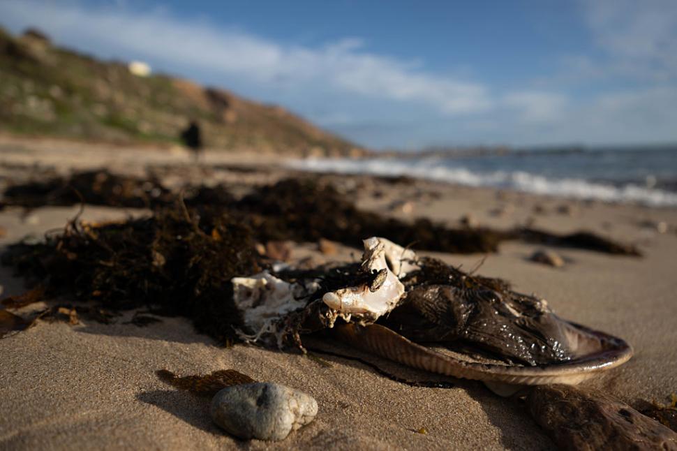 Dezastru ecologic: 14.000 de animale din 400 de specii au fost ucise de alge toxice care se extind cu o viteză amețitoare 991798