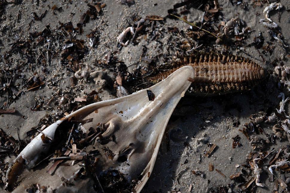 Dezastru ecologic: 14.000 de animale din 400 de specii au fost ucise de alge toxice care se extind cu o viteză amețitoare 991799