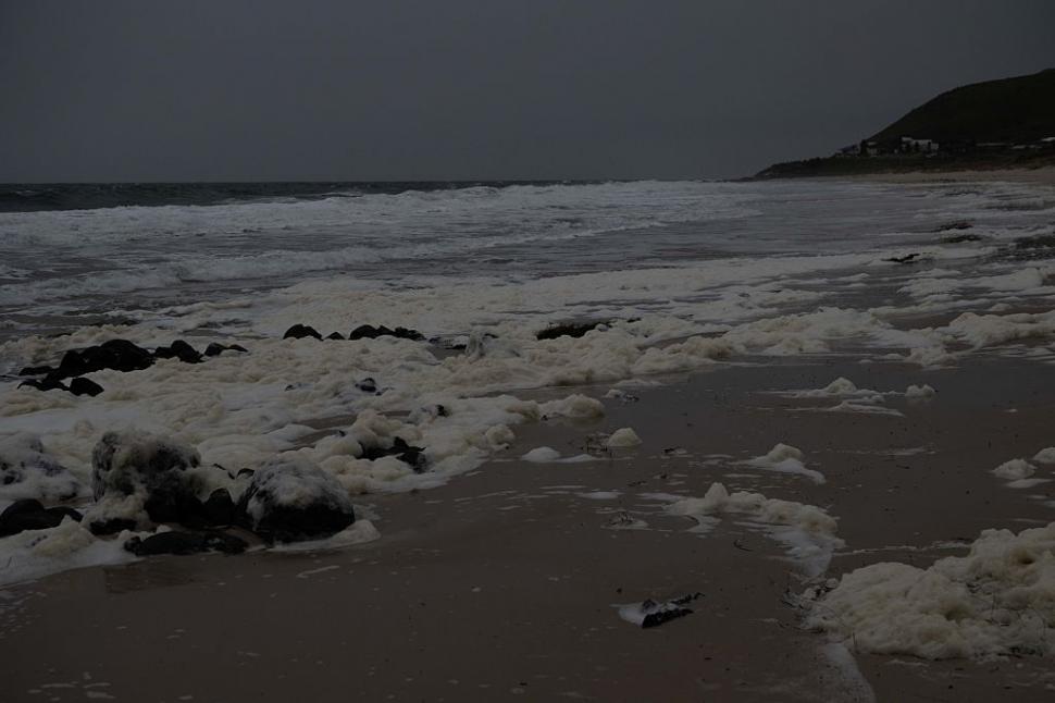 Dezastru ecologic: 14.000 de animale din 400 de specii au fost ucise de alge toxice care se extind cu o viteză amețitoare 991801