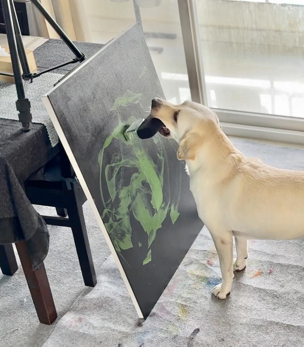 Dali a ajuns celebră în toată lumea. A fost salvată de pe străzi când era pui, iar acum pictează pentru a ajuta alți câini  992341