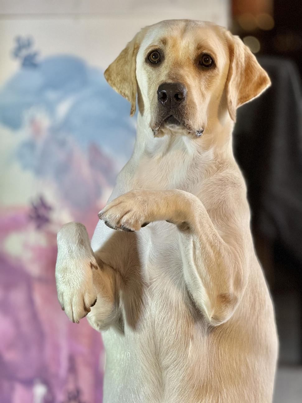 Dali a ajuns celebră în toată lumea. A fost salvată de pe străzi când era pui, iar acum pictează pentru a ajuta alți câini  992342