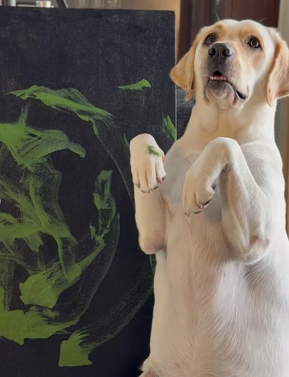 Dali a ajuns celebră în toată lumea. A fost salvată de pe străzi când era pui, iar acum pictează pentru a ajuta alți câini  992343