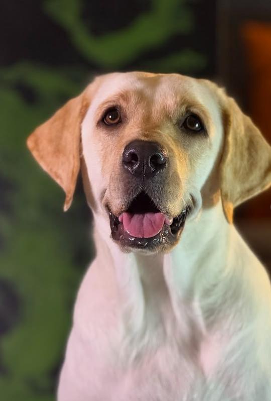 Dali a ajuns celebră în toată lumea. A fost salvată de pe străzi când era pui, iar acum pictează pentru a ajuta alți câini  992344