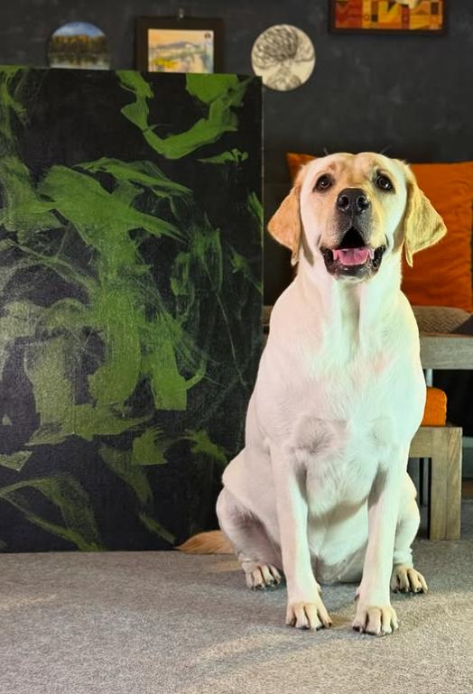 Dali a ajuns celebră în toată lumea. A fost salvată de pe străzi când era pui, iar acum pictează pentru a ajuta alți câini  992345