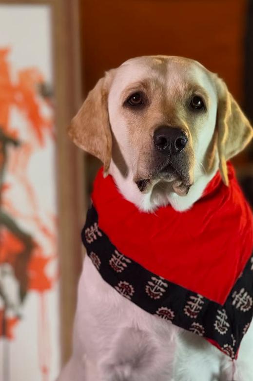 Dali a ajuns celebră în toată lumea. A fost salvată de pe străzi când era pui, iar acum pictează pentru a ajuta alți câini  992346