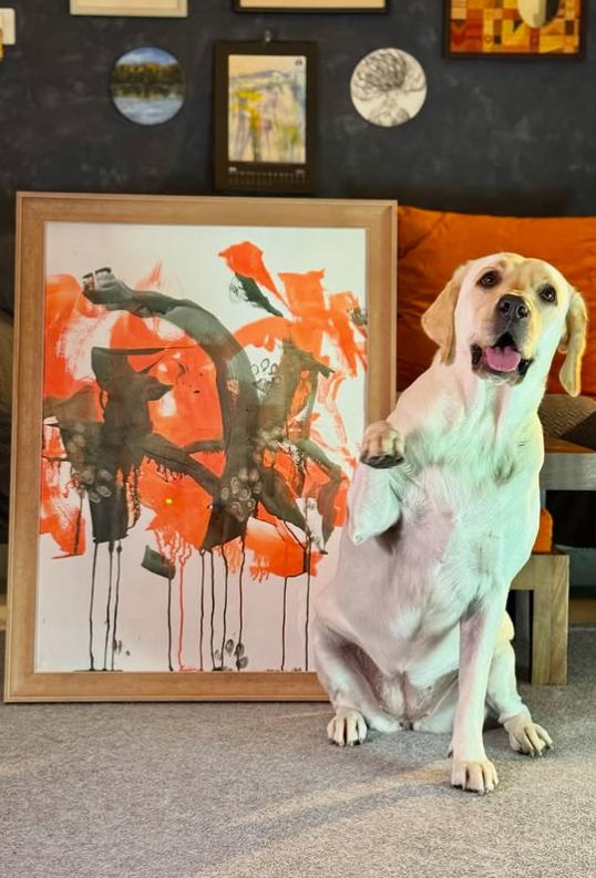 Dali a ajuns celebră în toată lumea. A fost salvată de pe străzi când era pui, iar acum pictează pentru a ajuta alți câini  992347