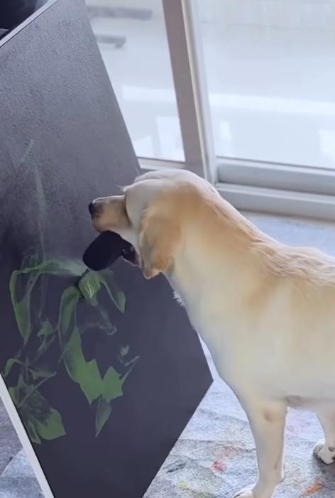 Dali a ajuns celebră în toată lumea. A fost salvată de pe străzi când era pui, iar acum pictează pentru a ajuta alți câini  992350