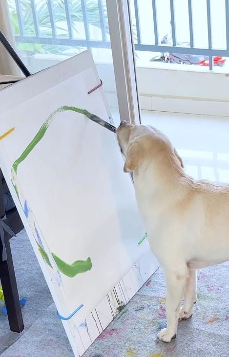 Dali a ajuns celebră în toată lumea. A fost salvată de pe străzi când era pui, iar acum pictează pentru a ajuta alți câini  992352