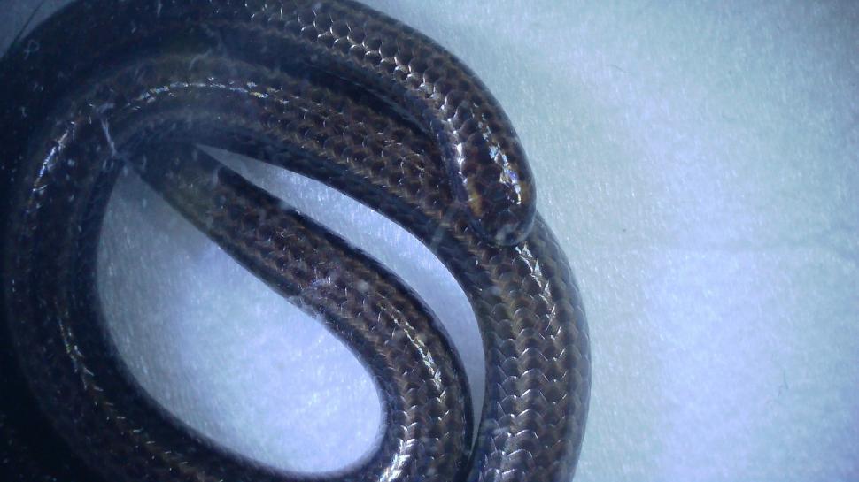 Cel mai mic șarpe din lume, crezut dispărut, a fost găsit după 20 de ani. Măsoară doar 10 cm 993077