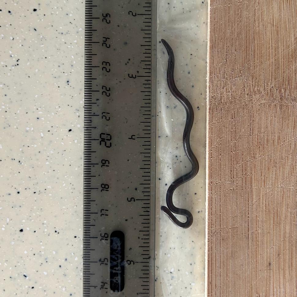 Cel mai mic șarpe din lume, crezut dispărut, a fost găsit după 20 de ani. Măsoară doar 10 cm 993080