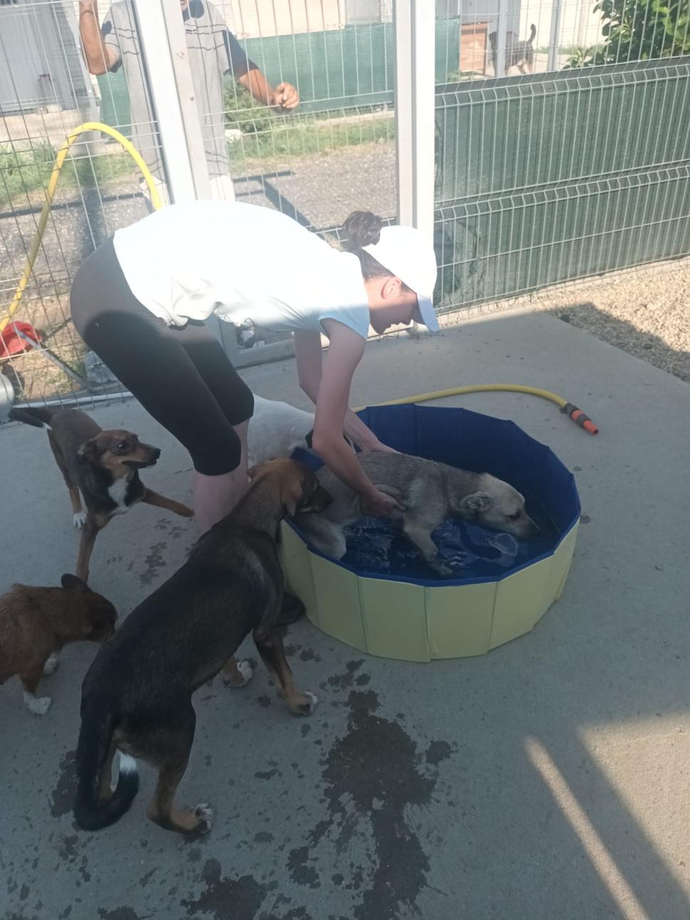 Nu doar nouă ne e greu: animalele pot muri în câteva minute din cauza caniculei. Cum le protejăm 994010