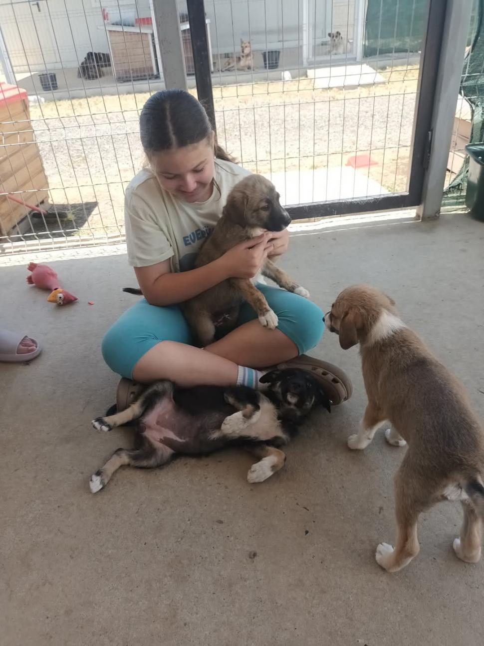 Nu doar nouă ne e greu: animalele pot muri în câteva minute din cauza caniculei. Cum le protejăm 994011