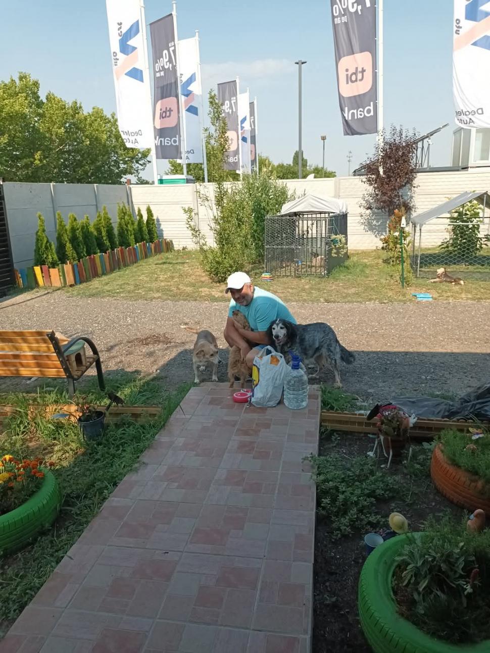 Nu doar nouă ne e greu: animalele pot muri în câteva minute din cauza caniculei. Cum le protejăm 994012