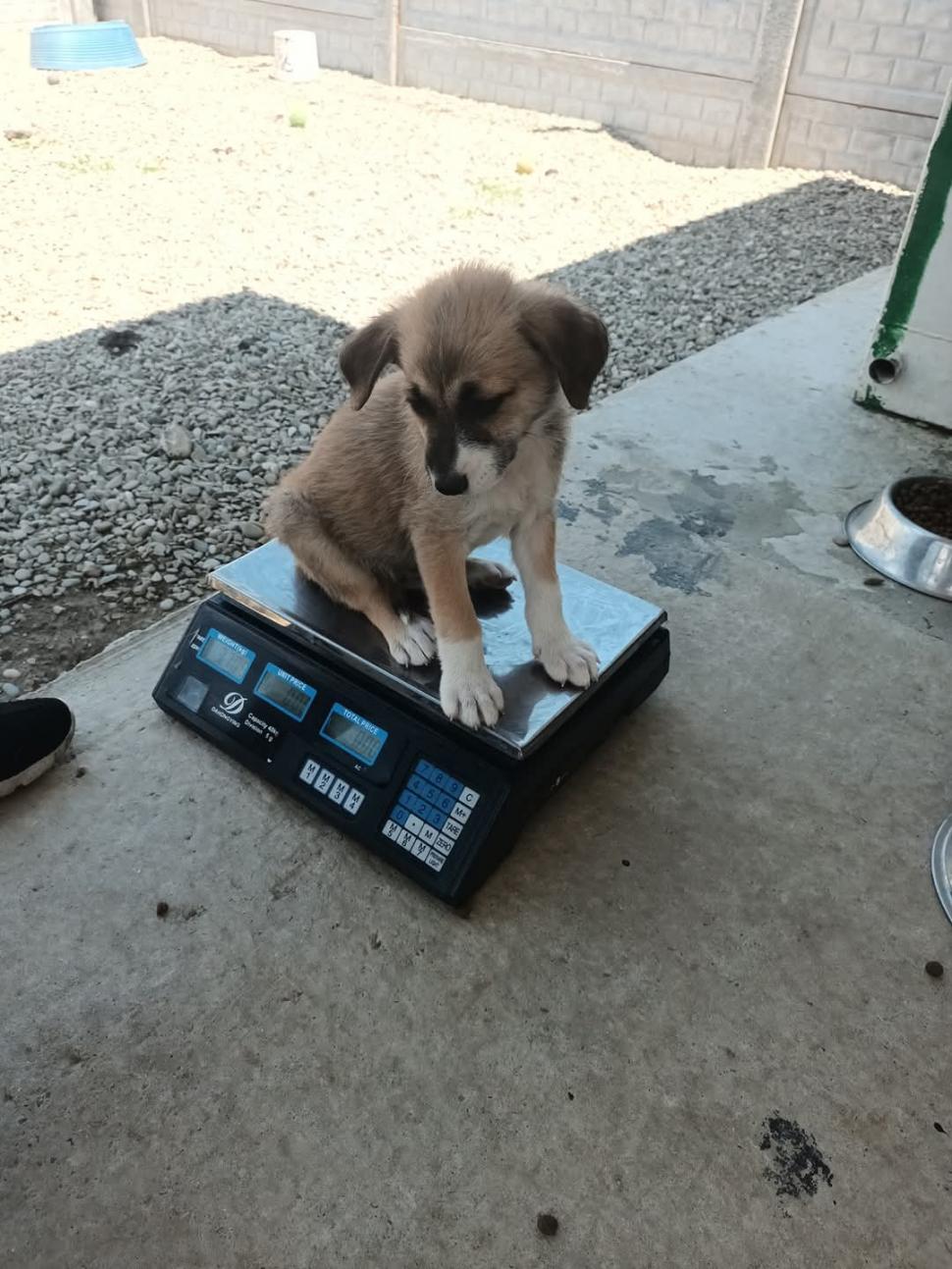 Nu doar nouă ne e greu: animalele pot muri în câteva minute din cauza caniculei. Cum le protejăm 994013