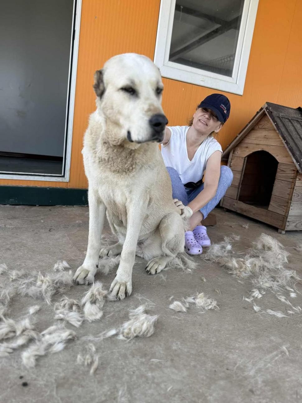 Nu doar nouă ne e greu: animalele pot muri în câteva minute din cauza caniculei. Cum le protejăm 994014