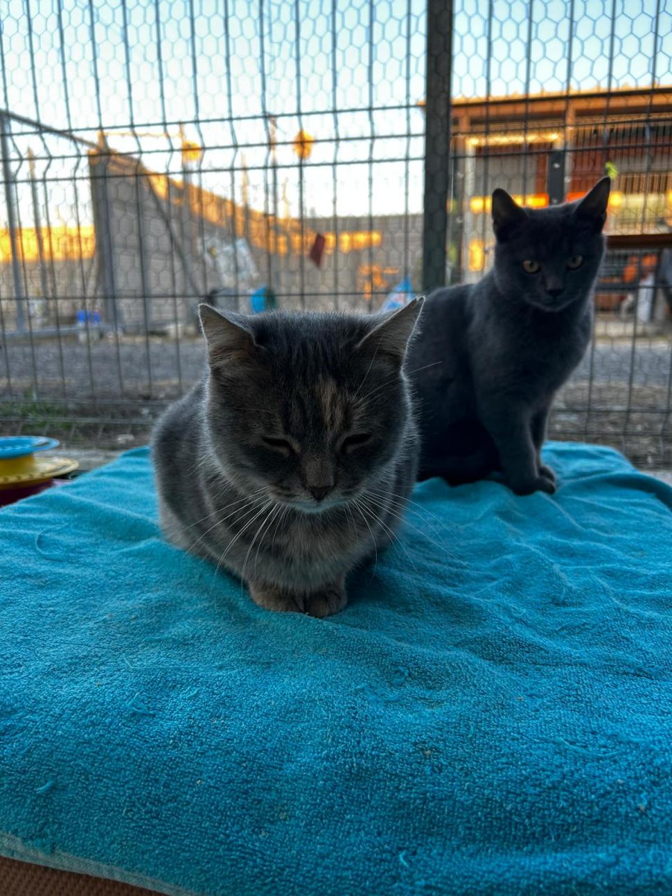 Nu doar nouă ne e greu: animalele pot muri în câteva minute din cauza caniculei. Cum le protejăm 994015