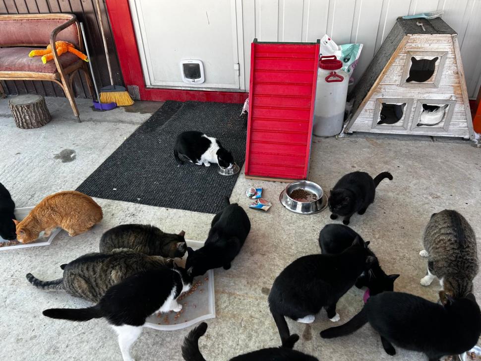 Nu doar nouă ne e greu: animalele pot muri în câteva minute din cauza caniculei. Cum le protejăm 994016