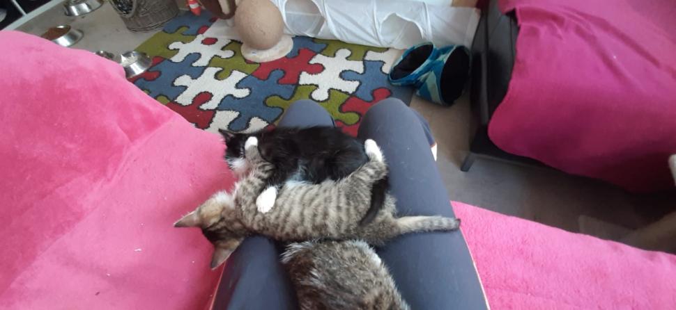 Nu doar nouă ne e greu: animalele pot muri în câteva minute din cauza caniculei. Cum le protejăm 994017