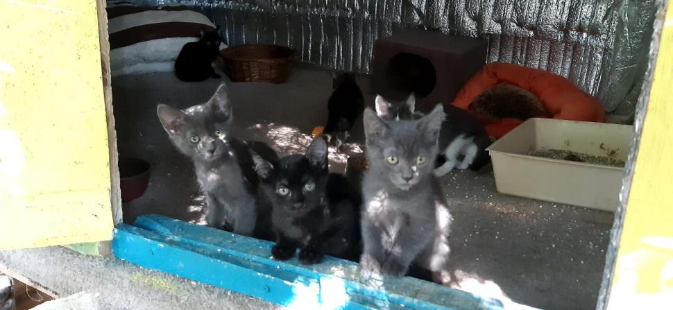 Nu doar nouă ne e greu: animalele pot muri în câteva minute din cauza caniculei. Cum le protejăm 994018