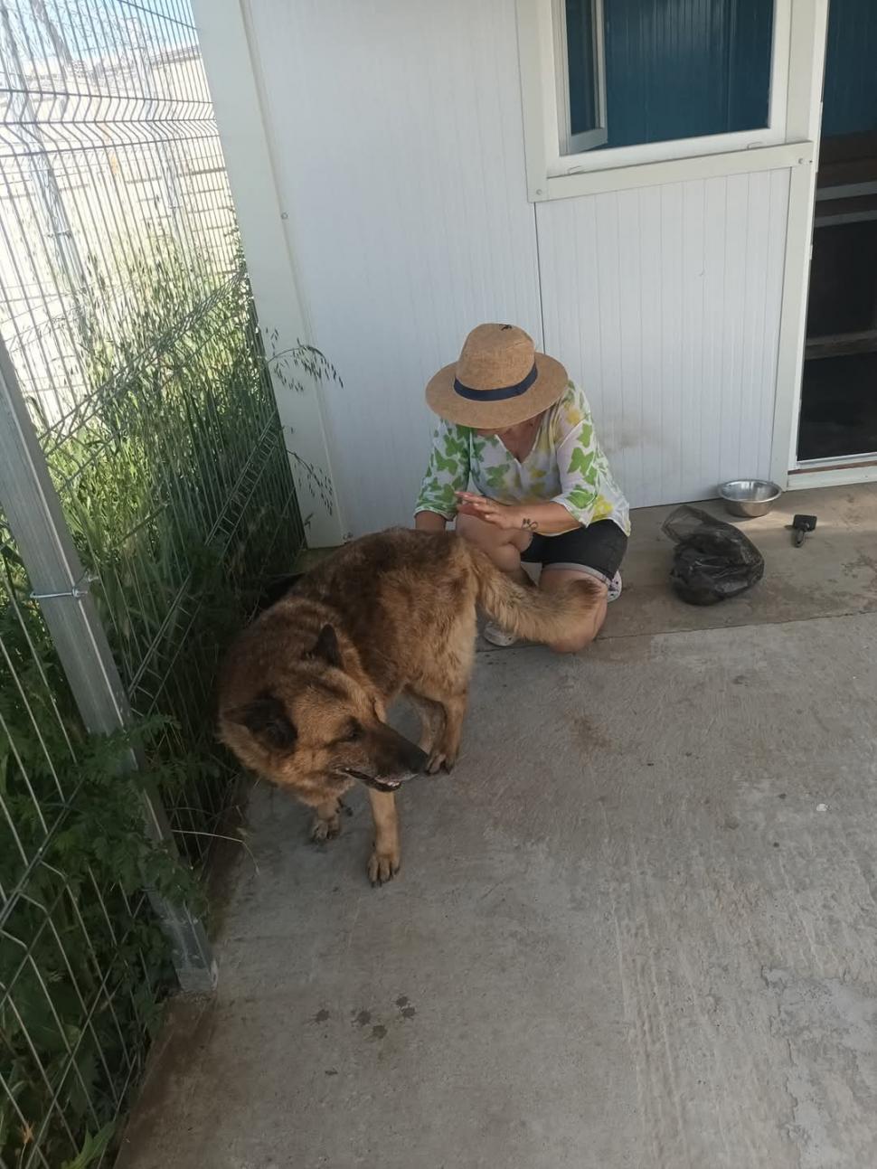 Nu doar nouă ne e greu: animalele pot muri în câteva minute din cauza caniculei. Cum le protejăm 994019