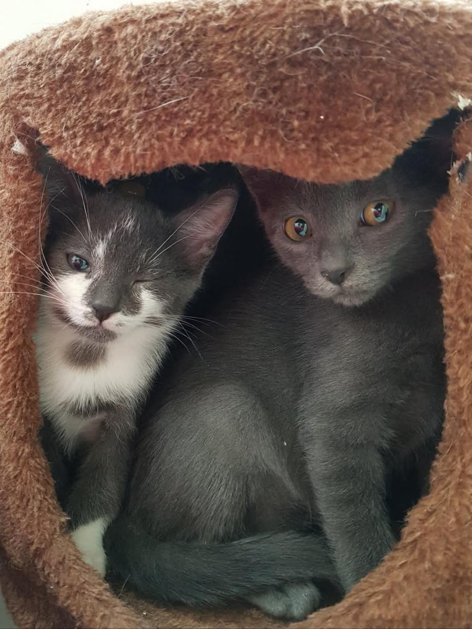 Nu doar nouă ne e greu: animalele pot muri în câteva minute din cauza caniculei. Cum le protejăm 994020