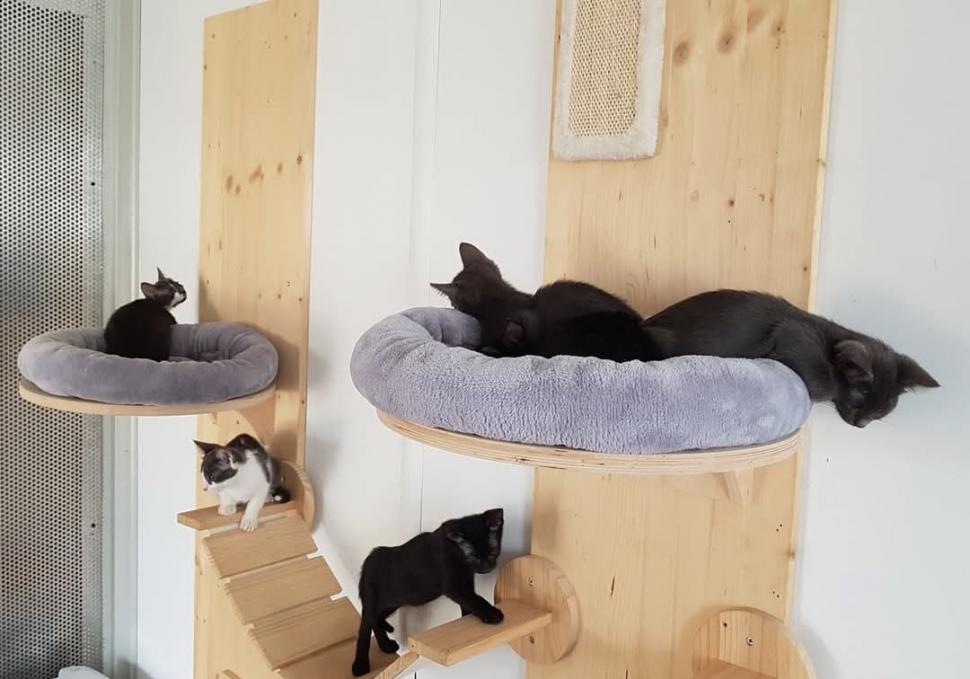 Nu doar nouă ne e greu: animalele pot muri în câteva minute din cauza caniculei. Cum le protejăm 994021