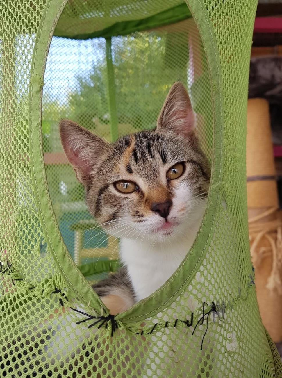 Nu doar nouă ne e greu: animalele pot muri în câteva minute din cauza caniculei. Cum le protejăm 994022