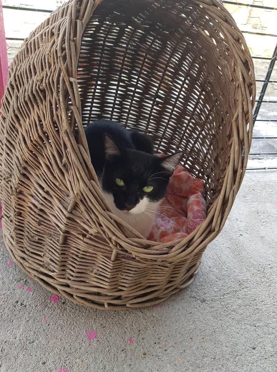 Nu doar nouă ne e greu: animalele pot muri în câteva minute din cauza caniculei. Cum le protejăm 994023