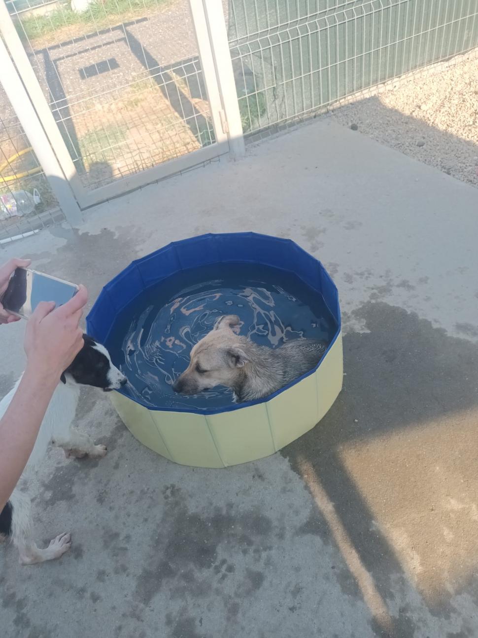 Nu doar nouă ne e greu: animalele pot muri în câteva minute din cauza caniculei. Cum le protejăm 994024