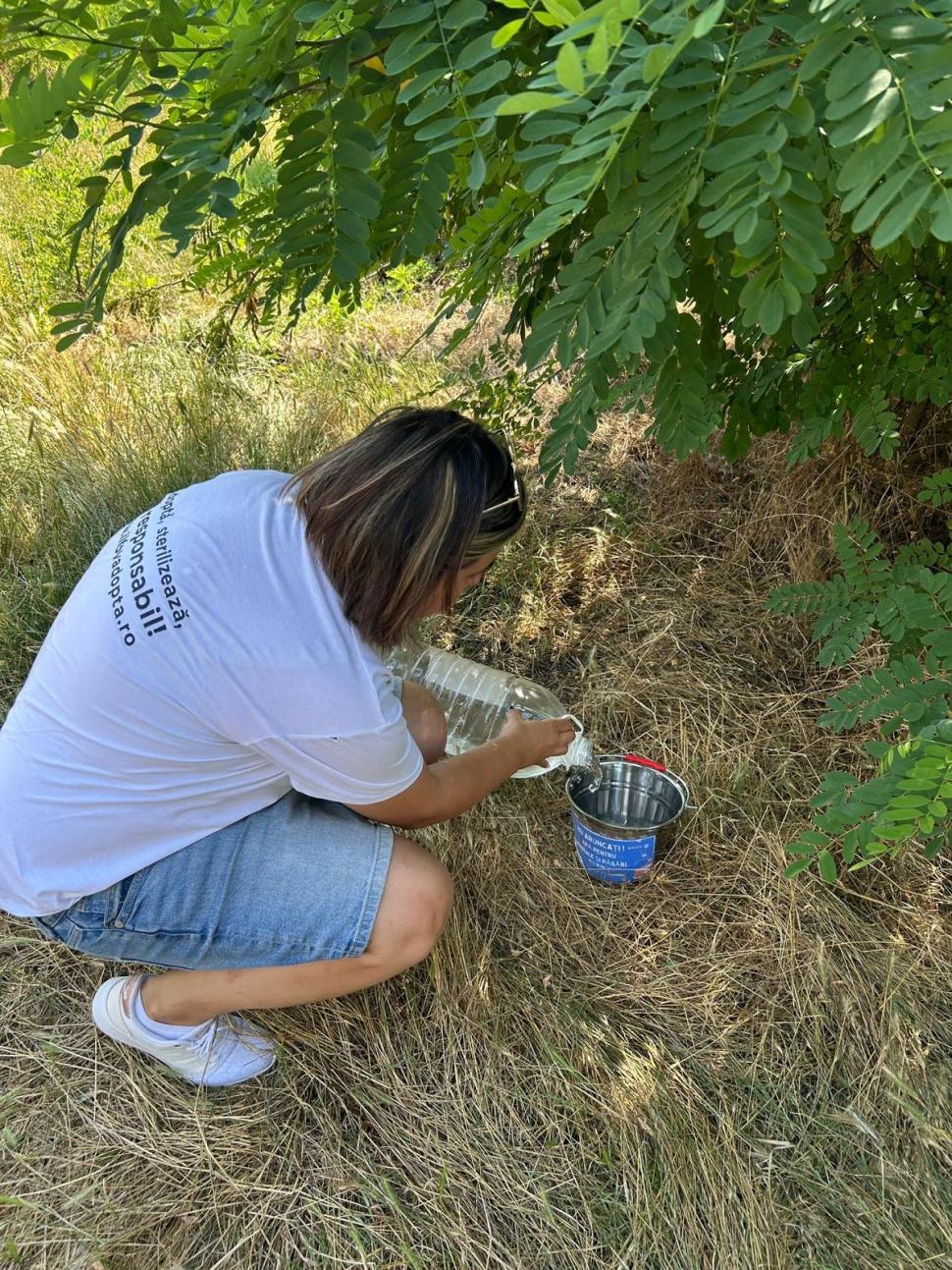 Nu doar nouă ne e greu: animalele pot muri în câteva minute din cauza caniculei. Cum le protejăm 994026