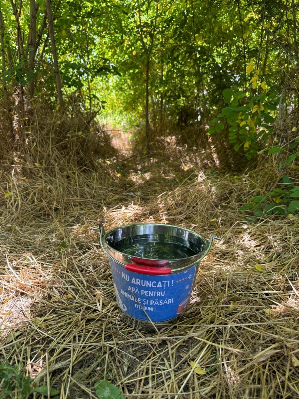 Nu doar nouă ne e greu: animalele pot muri în câteva minute din cauza caniculei. Cum le protejăm 994027