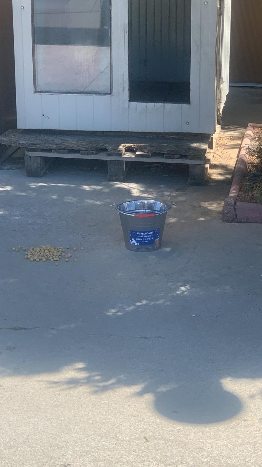 Nu doar nouă ne e greu: animalele pot muri în câteva minute din cauza caniculei. Cum le protejăm 994029