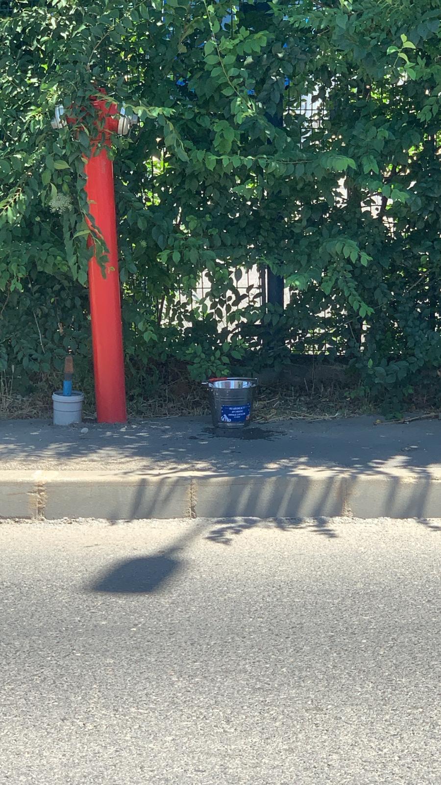 Nu doar nouă ne e greu: animalele pot muri în câteva minute din cauza caniculei. Cum le protejăm 994030