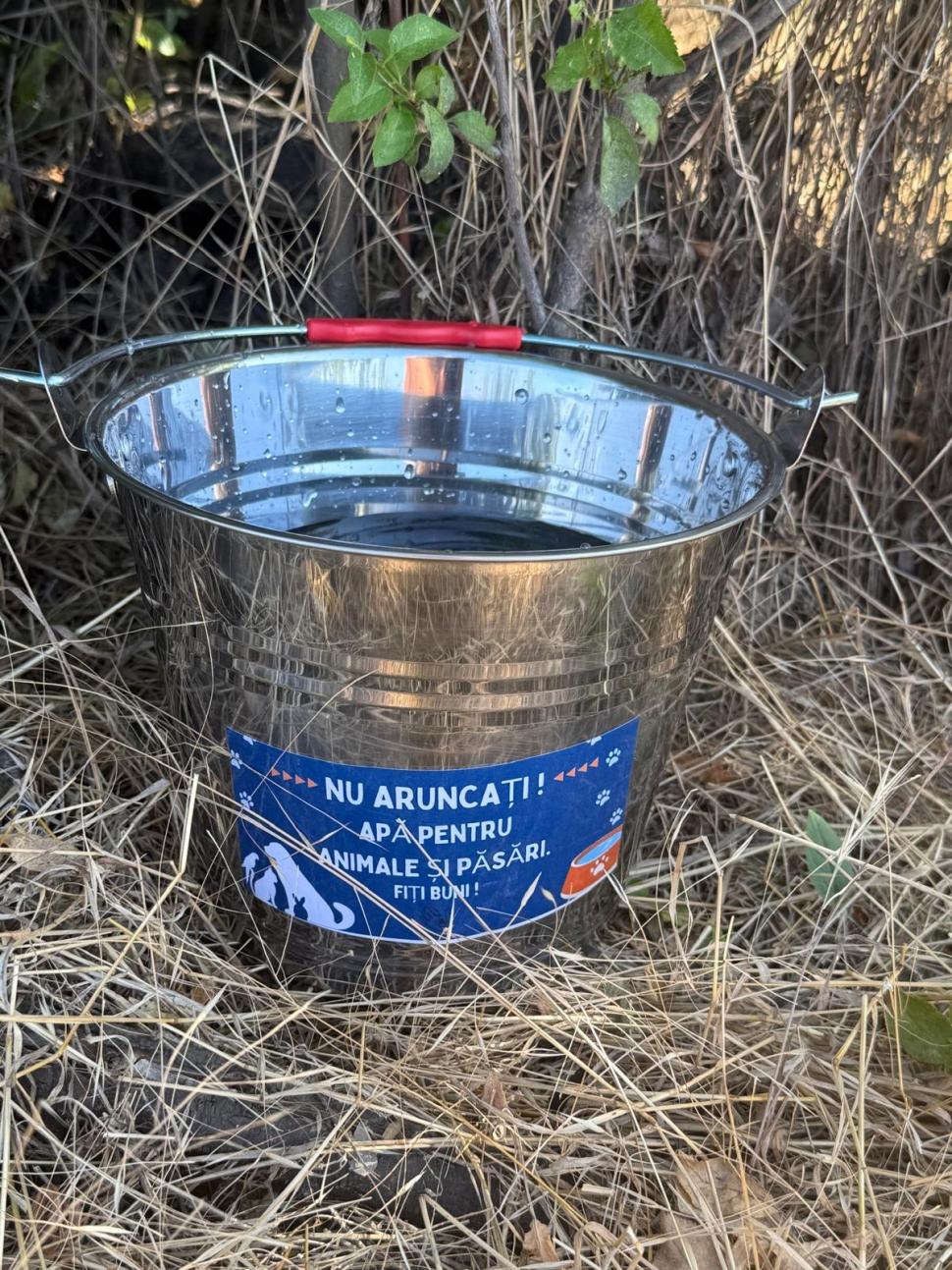 Nu doar nouă ne e greu: animalele pot muri în câteva minute din cauza caniculei. Cum le protejăm 994031