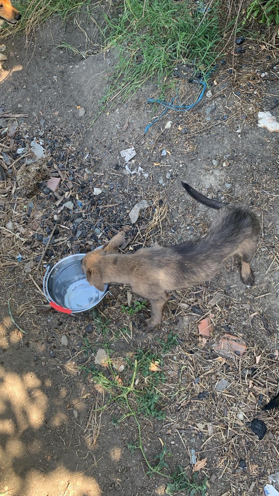 Nu doar nouă ne e greu: animalele pot muri în câteva minute din cauza caniculei. Cum le protejăm 994032