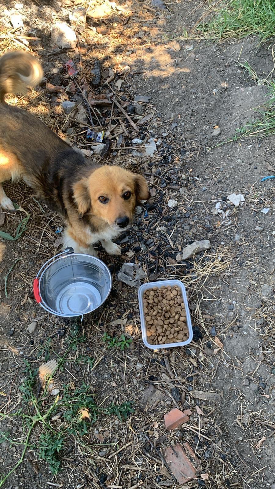 Nu doar nouă ne e greu: animalele pot muri în câteva minute din cauza caniculei. Cum le protejăm 994033