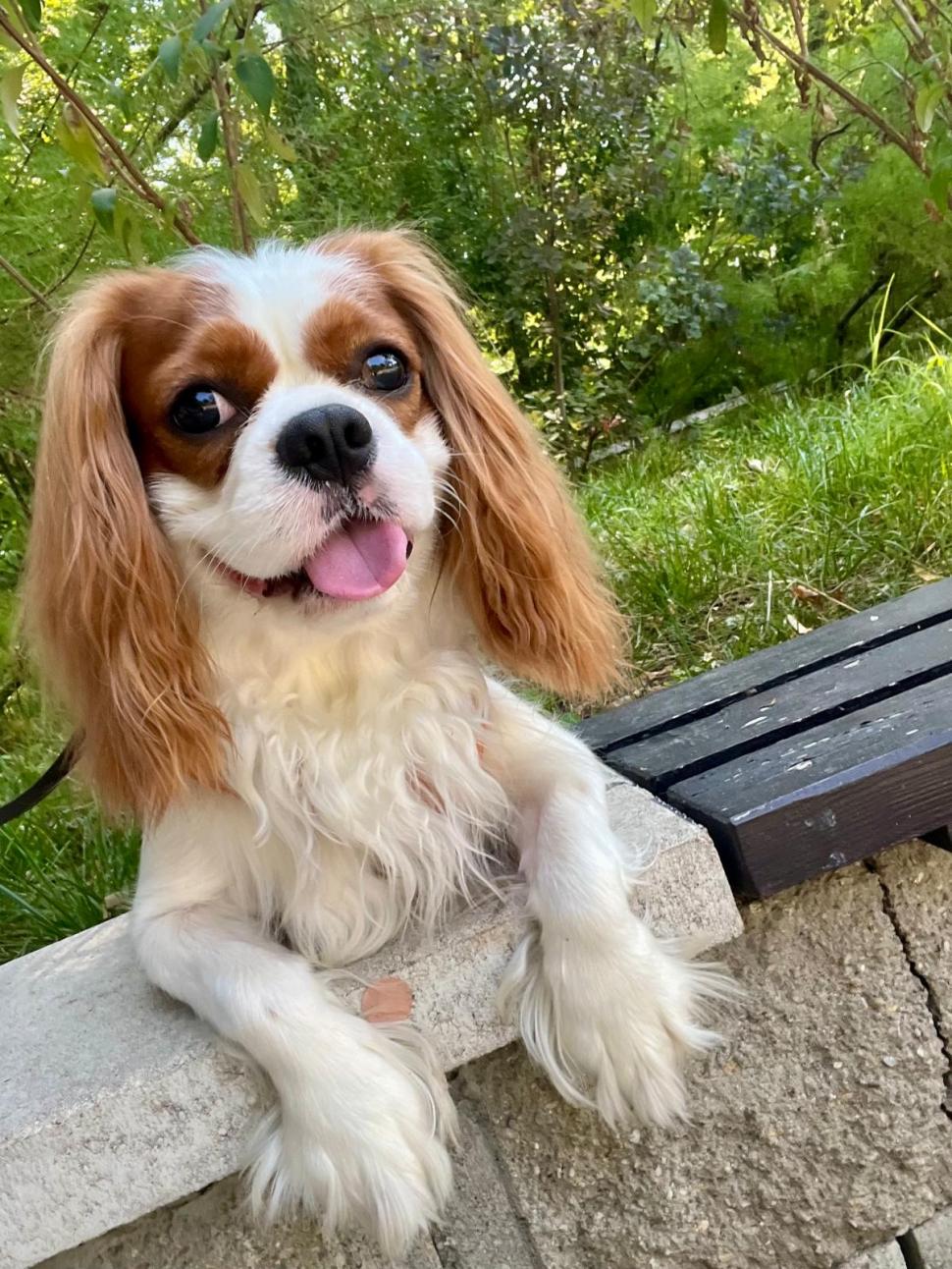 Nu doar nouă ne e greu: animalele pot muri în câteva minute din cauza caniculei. Cum le protejăm 994044