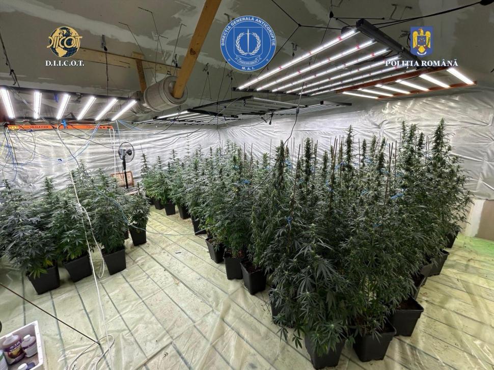 Polițist din Dâmbovița și soția lui, prinși crescând „iarbă” pentru vânzare: Cuplul avea o cultură indoor de canabis cu 121 de plante 994294