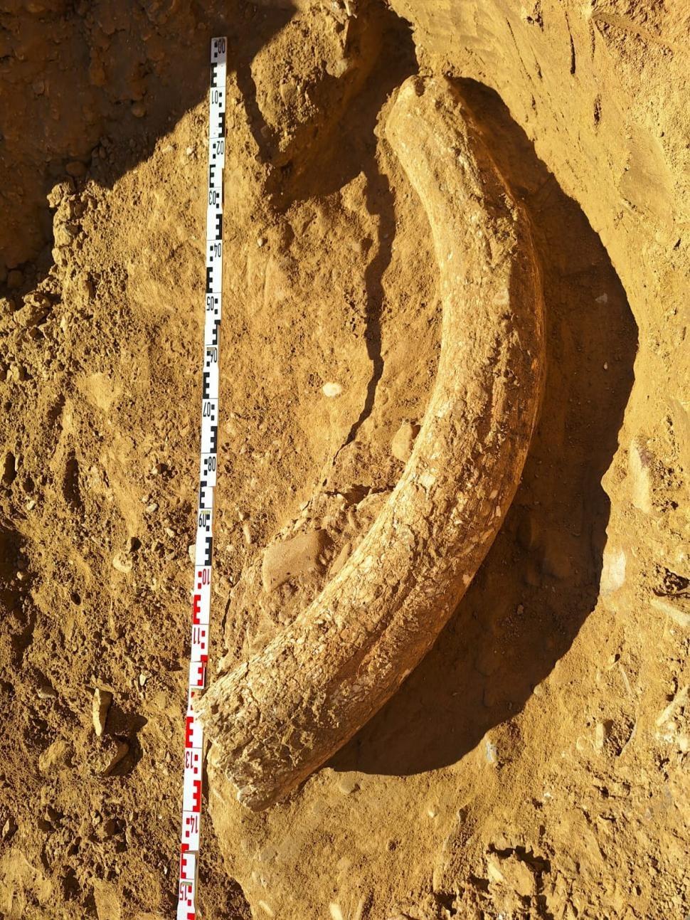 Cea mai mare pepită de chihlimbar din lume și incisivul de 1,2 m al mamutului lânos Otto, descoperite în România, au fost expuse 994803