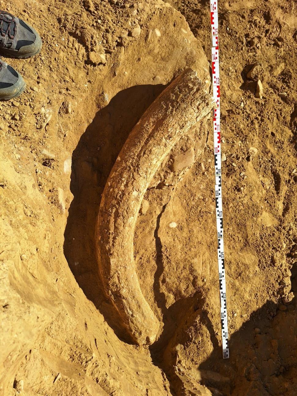 Cea mai mare pepită de chihlimbar din lume și incisivul de 1,2 m al mamutului lânos Otto, descoperite în România, au fost expuse 994804