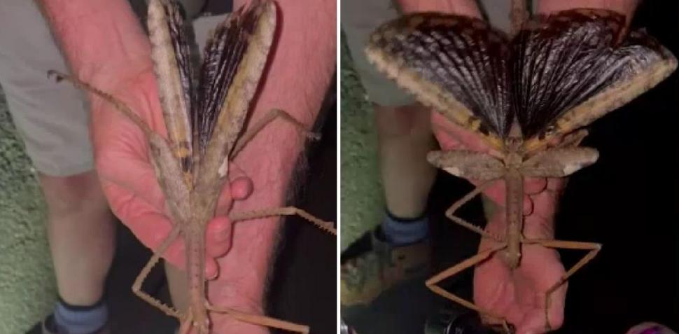 Specie rară de insectă-băț, descoperită în Australia: Are o greutate mai mare decât cea a gândacului-rinocer 994894