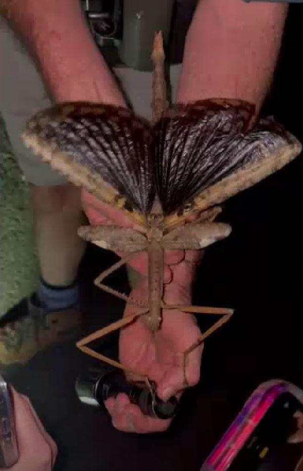 Specie rară de insectă-băț, descoperită în Australia: Are o greutate mai mare decât cea a gândacului-rinocer 994895