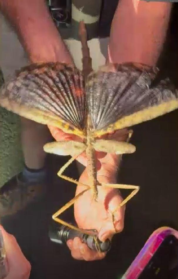 Specie rară de insectă-băț, descoperită în Australia: Are o greutate mai mare decât cea a gândacului-rinocer 994896