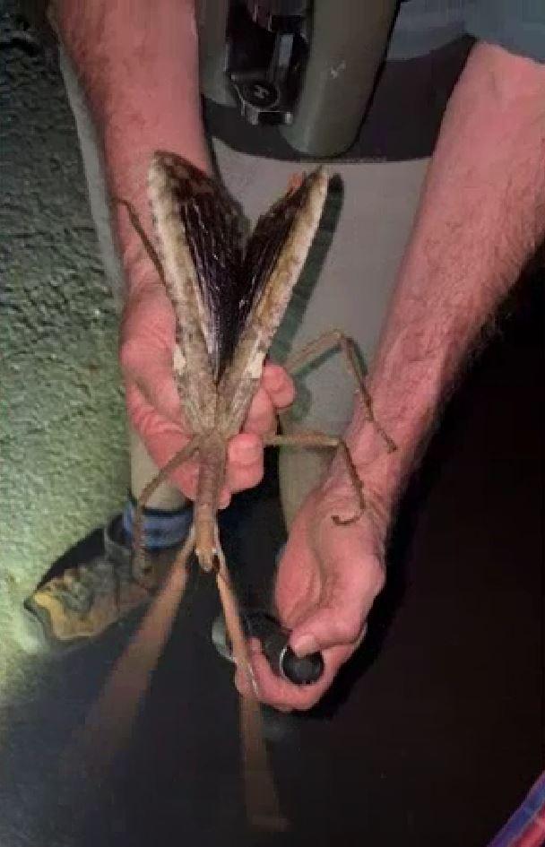 Specie rară de insectă-băț, descoperită în Australia: Are o greutate mai mare decât cea a gândacului-rinocer 994897