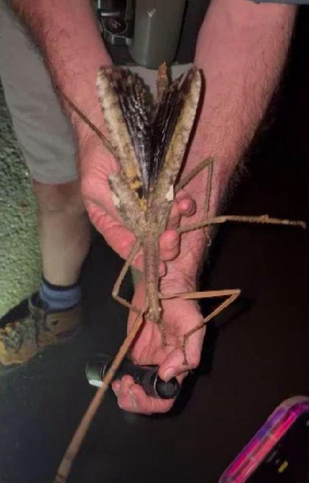Specie rară de insectă-băț, descoperită în Australia: Are o greutate mai mare decât cea a gândacului-rinocer 994898