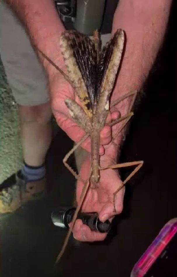 Specie rară de insectă-băț, descoperită în Australia: Are o greutate mai mare decât cea a gândacului-rinocer 994899